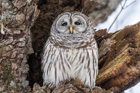 Barred Owl