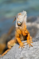 Green Iguana