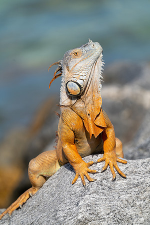 Green Iguana