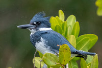 Male Belted Kingshier