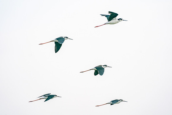 Black-necked Stilt