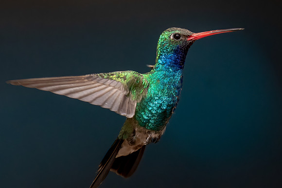 Broad-billed Hummingbird