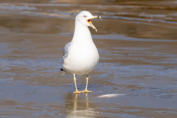 Ring-billed Gull