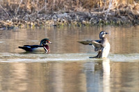 Woodduck