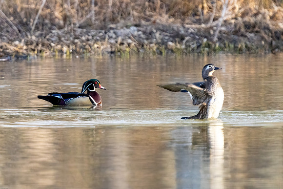 Woodduck