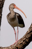Immature White Ibis