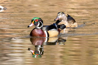 Woodduck