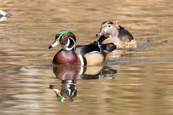 Woodduck