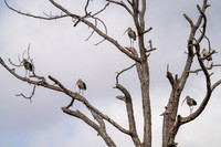 Ibis