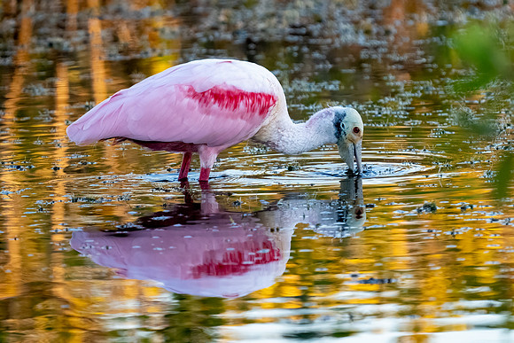 Roseate Spoonbill