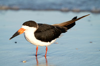 Black Skimmer