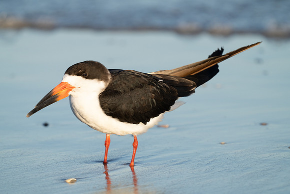 Black Skimmer
