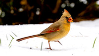 Female Cardinal