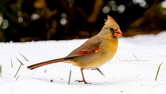 Female Cardinal