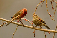 Finches