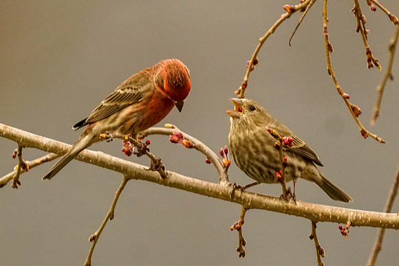 House Finch