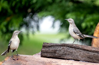 Other Medium-sized birds