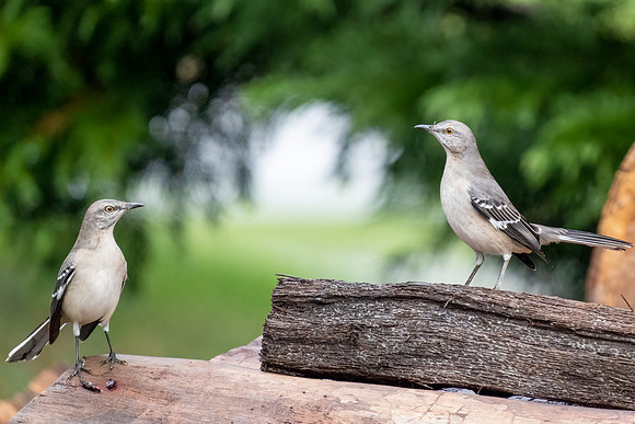 Mockingbird