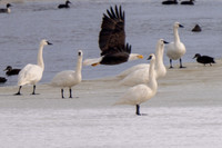 tundra Swan