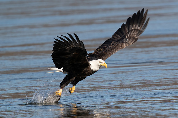 Bald Eagle Fishing