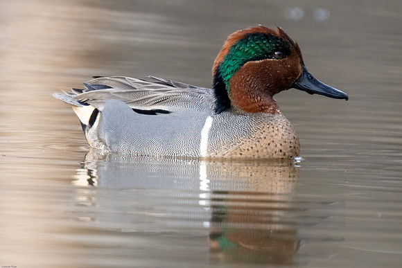 Green-winged Teal