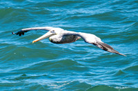 Brown Pelican