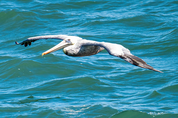 Brown Pelican