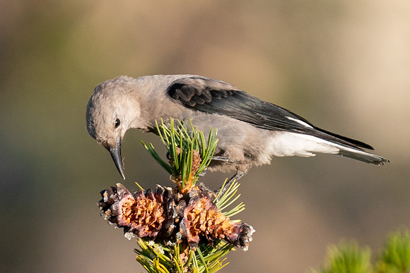 Clark's Nutcracker