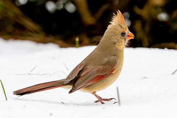 Female Cardinal