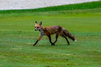 Red fox