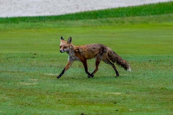 Red fox