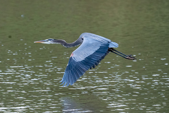 Great Blue Heron in Fly