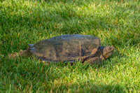 Snapping Turtle