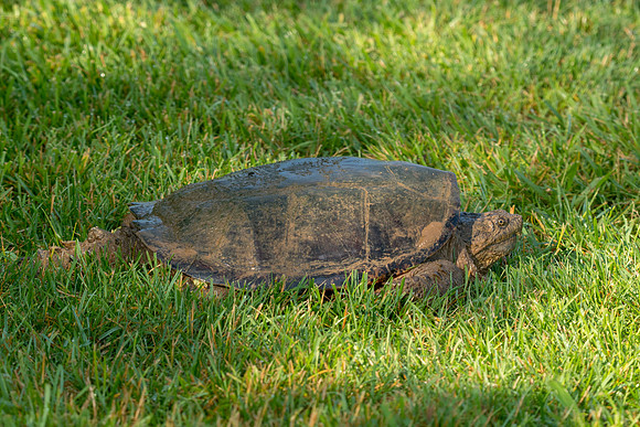 Snapping Turtle
