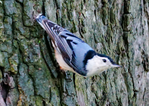 White-breasted Nathatch