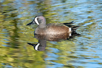 Green-winged Teal
