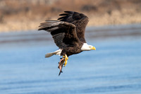 Bald Eagle Fishing