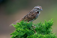 Song Sparrow