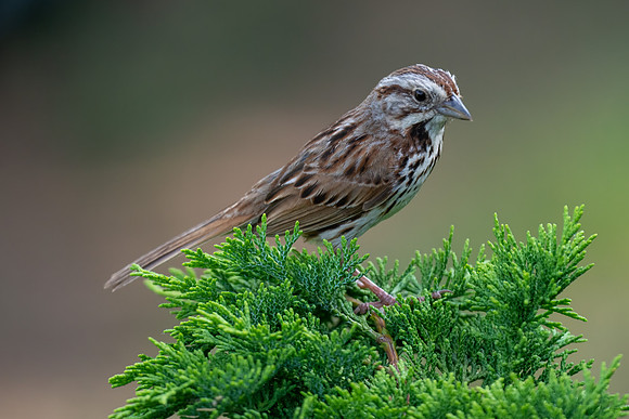 Song Sparrow