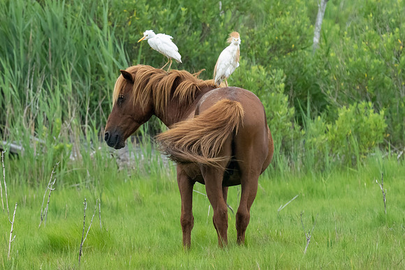 Cow Egret riding wild house