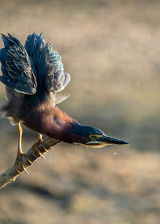 Green Heron