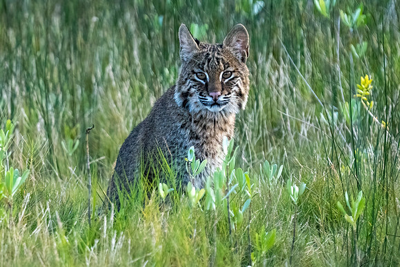 Bobcat