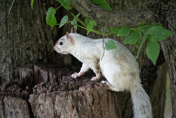 White Squirrel