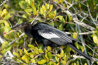 Anhinga