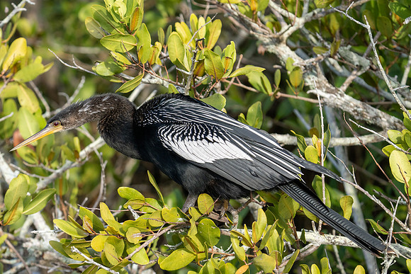 Anhinga