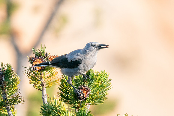 Clark's Nutcracker