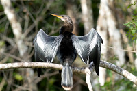 Anhinga