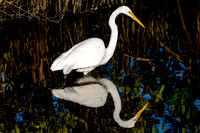 Great Egret