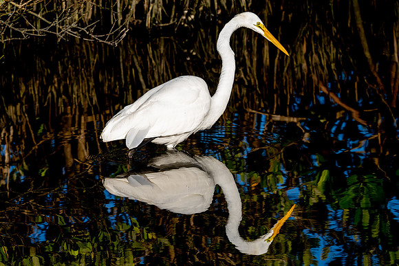 Great Egret