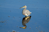 Tri-colored Heron